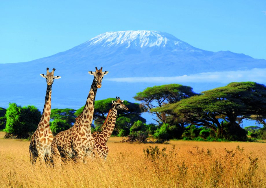 Ecotourism hotspots in Tanzania include wildlife safari National parks and Kilimanjaro trails Lemosho